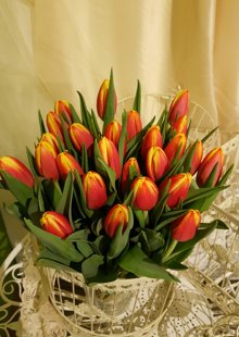 Tulpes orandžas-dzeltenas